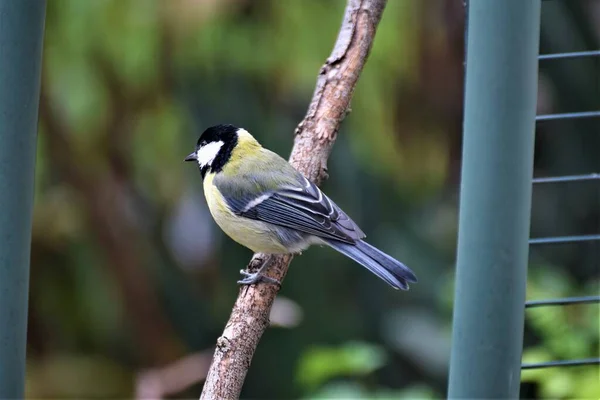 Great tit on a wooden stick next a green metal pipe and grate —  Fotos de Stock