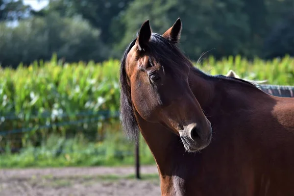 Een portret van een paard dat terugkijkt, tegen een achtergrond van een maïsveld en bomen — Stockfoto