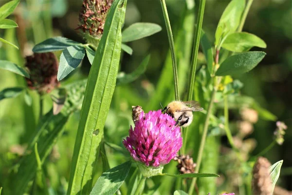 La abeja chupa el néctar de una flor de trébol rojo — Foto de Stock