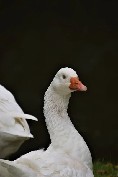 Белая гусиная голова с голубыми глазами и оранжевым клювом на темном фоне — стоковое фото