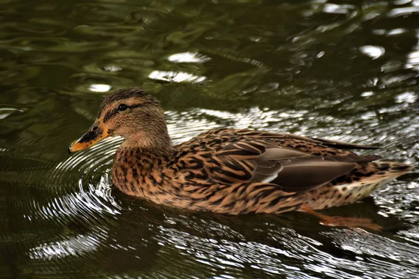 Seekor bebek cokelat betina berenang di danau. — Stok Foto