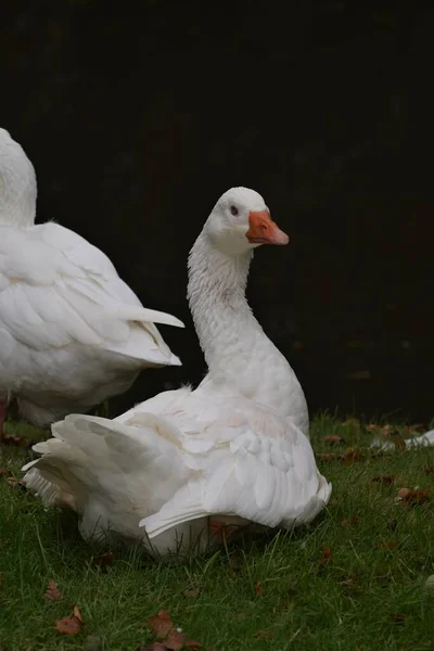 Egy kék szemű fehér liba és egy narancssárga csőr ül a füvön a tó előtt. — Stock Fotó