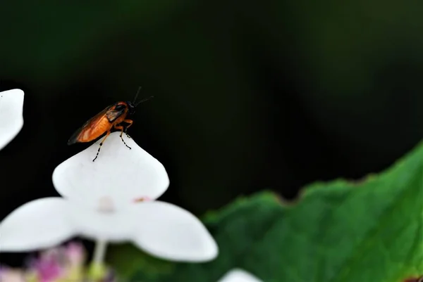 Insecto naranja con cabeza negra y patas rayadas negras anaranjadas sobre hoja de flor blanca —  Fotos de Stock