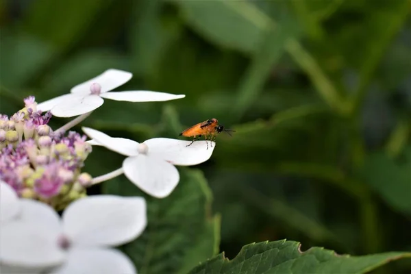 白花の葉に黒頭と橙色の黒縞模様の脚を持つ橙色の昆虫 — ストック写真