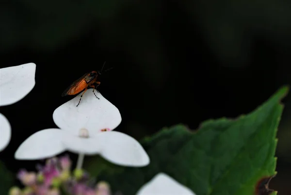 Insecto naranja con cabeza negra y patas rayadas negras anaranjadas sobre hoja de flor blanca —  Fotos de Stock