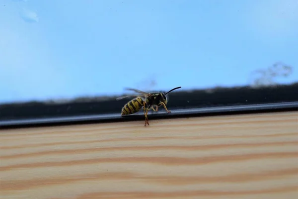 Wasp on the inside of a window frame — Stock Photo, Image