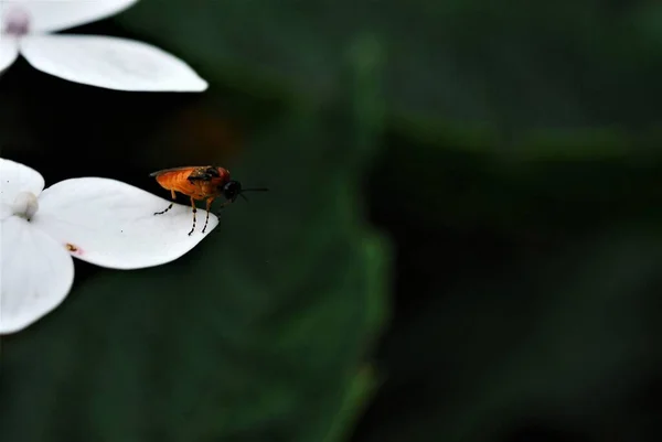 검은 머리에 흰 꽃에 줄무늬가 있는 다리를 가진 주황 곤충의 근접 사진 — 스톡 사진