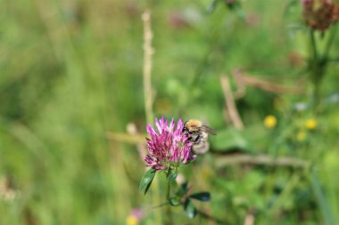 Arı kırmızı yonca çiçeğinin nektarını emiyor.