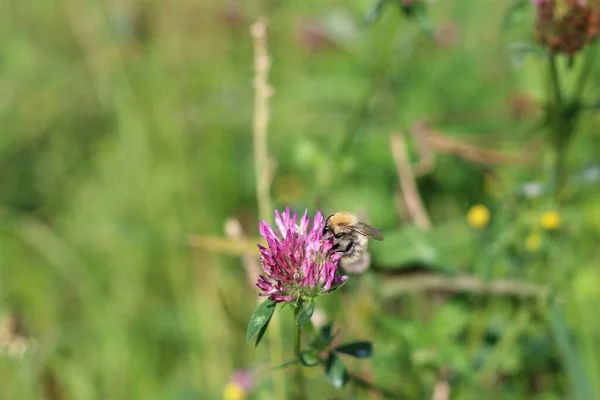 La abeja chupa el néctar de una flor de trébol rojo — Foto de Stock