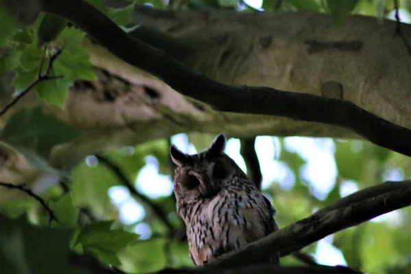 Long-eared owl sits on a branch in a plantane — Stock Photo, Image