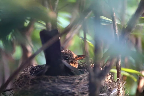 Singdrossel brütet auf dem Nest im Rhododendronbusch — Stockfoto