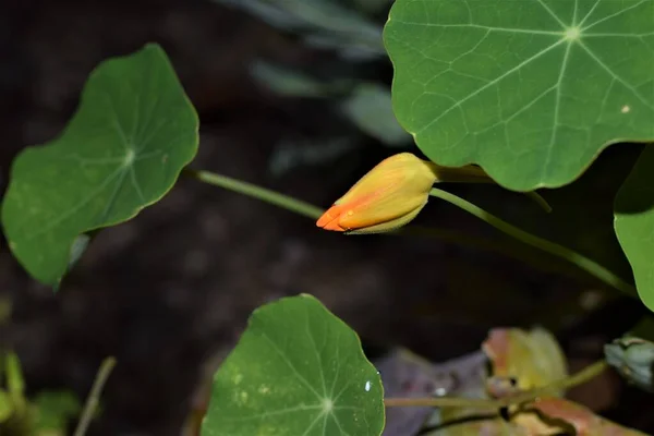 Gemme di tropaeolum majus, grande nasturzio, sotto una foglia verde — Foto Stock