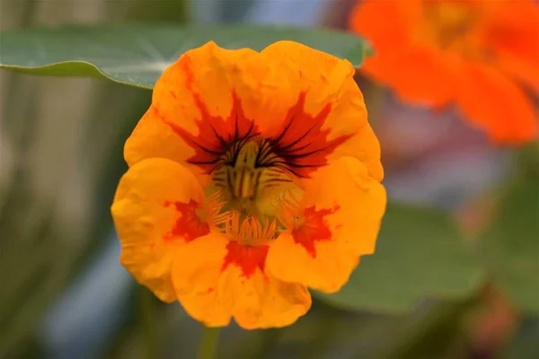 Fioritura di tropaeolum majus, grande nasturzio, sopra foglie verdi — Foto Stock