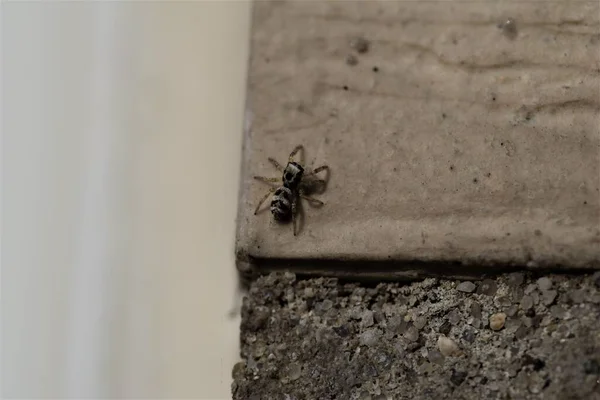 Zebra jumping spider on a beige house wall - salticus scenicusist — Stock Photo, Image