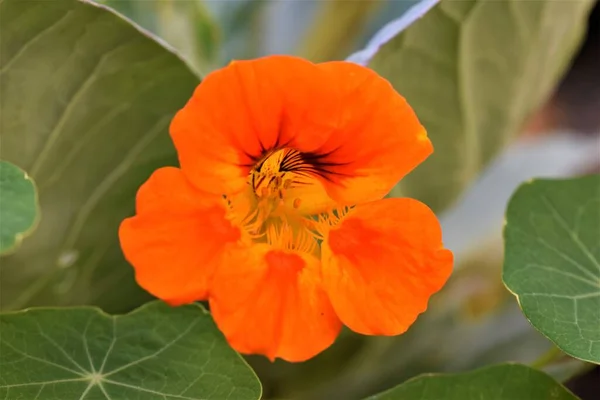 Yeşil yaprakların üzerinde tropeolum majus çiçeği, büyük nasturtium. — Stok fotoğraf