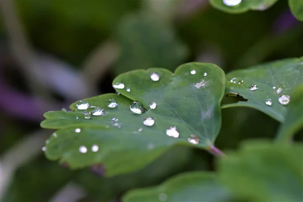 Dew drops on green leaf as close up — Stock Photo, Image