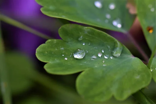 Gocce di pioggia sulla foglia verde come primo piano — Foto Stock