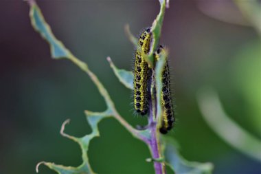 Yeşil yenmiş lahana yaprağının üzerindeki lahana tırtılları bulanık bir arka planda