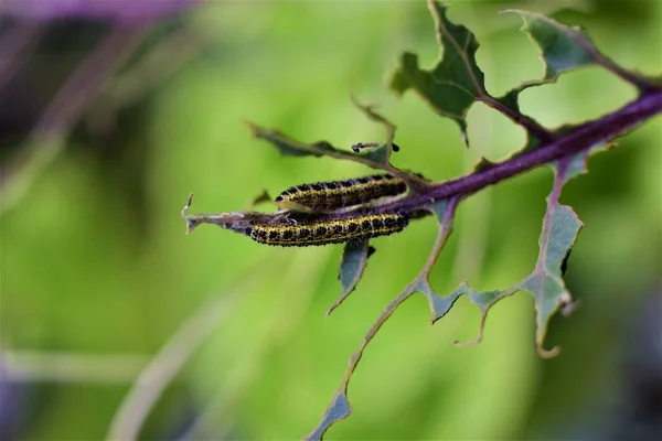 Cabbage caterpillars on a green eaten cabbage leaf — Stock Photo, Image
