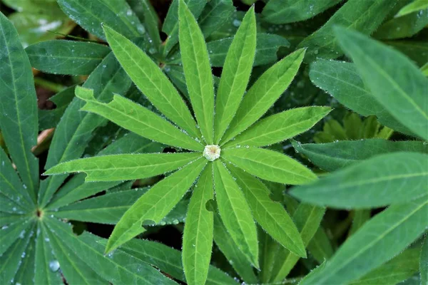 Hoja de altramuz verde claro con gotas de agua entre hojas más oscuras —  Fotos de Stock
