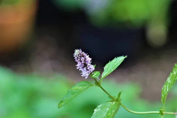 Primo piano di un fiore di zecca su uno sfondo sfocato — Foto Stock