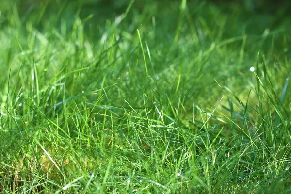 Prato verde con gocce di rugiada al sole del mattino — Foto Stock