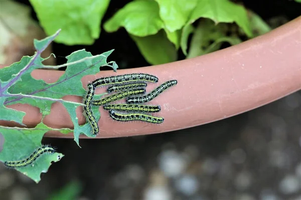 Cabbage caterpillars on the edge of a brown flowerpot