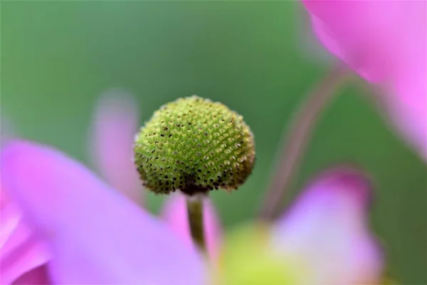 Fechar o pistilo de uma anêmona de outono entre algumas flores desfocadas — Fotografia de Stock