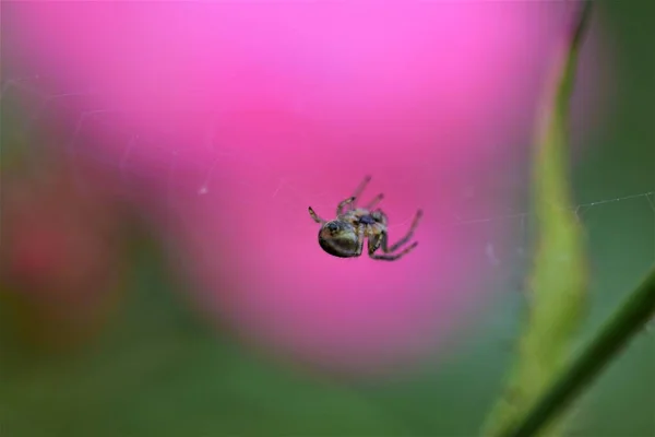 Aranha em sua teia de aranha contra um fundo embaçado rosa — Fotografia de Stock