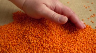 Çiftçi mercimeği çuval bezinden uzatır. Yavaş çekim.