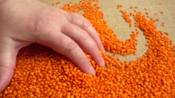 Farmer Hands Lentils Burlap Slow Motion — Stock Video