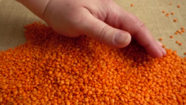 农夫把扁豆从圈里拿出来 慢动作 — 图库视频影像