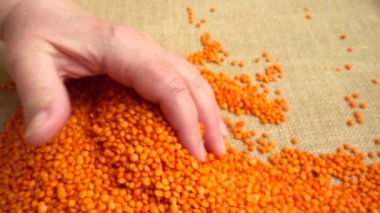 Çiftçi mercimeği çuval bezinden uzatır. Yavaş çekim.