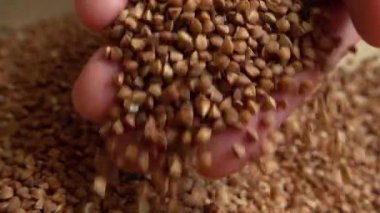 Çiftçi çuvallardan karabuğday alır. Yavaş çekim.