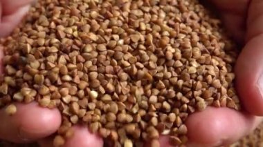 Çiftçi çuvallardan karabuğday alır. Yavaş çekim.