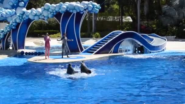 Orlando Usa Seaworld Sea Park Including Parks Mammals Oceanariums Parks — Stock Video