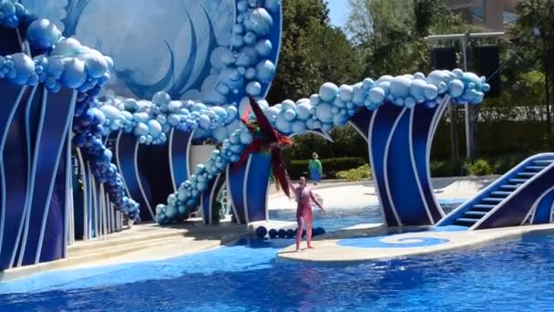 Orlando Usa Seaworld Sea Park Including Parks Mammals Oceanariums Parks — Stock Video