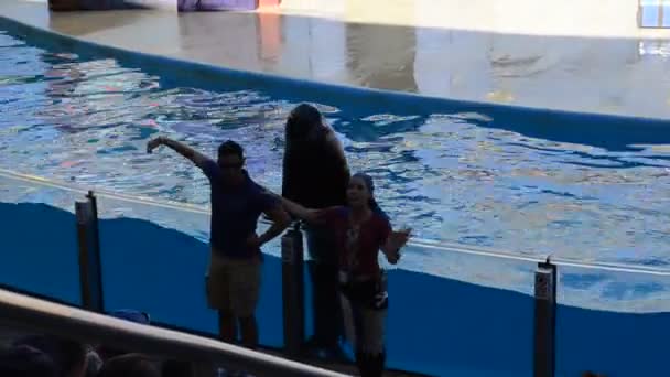 Ορλάντο Ηπα Seaworld Είναι Θαλάσσιο Πάρκο Που Περιλαμβάνει Πάρκα Θηλαστικών — Αρχείο Βίντεο