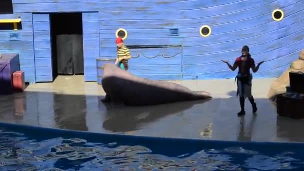 Orlando Usa Seaworld Havspark Med Däggdjursparker Oceanarier Parker Med Havsdjur — Stockvideo