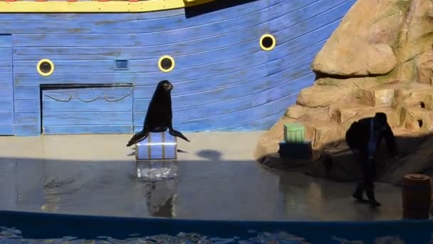 アメリカのオーランド シーワールドは 哺乳類の公園 海洋水族館 海洋動物の公園 遊園地などの海の公園です カリフォルニアアシカ Zallophus Californianus — ストック動画