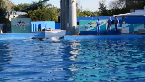 アメリカのオーランド シーワールドは 哺乳類の公園 水族館 海の動物の公園や遊園地を含む海の公園です — ストック動画