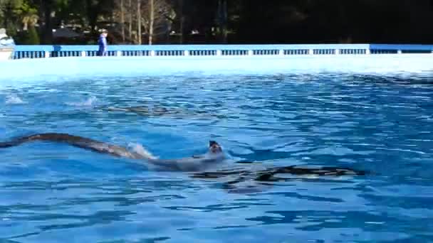Φονικές Φάλαινες Στην Πισίνα — Αρχείο Βίντεο