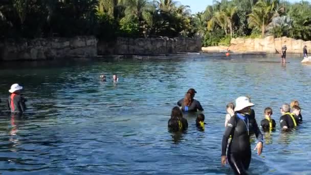 Pessoas Estudam Golfinhos Reservatório Flutuam Com Eles — Vídeo de Stock