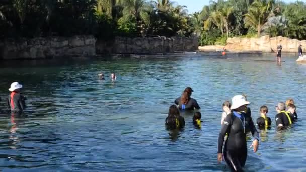 Persone Studiano Delfini Serbatoio Galleggiano Con Loro — Video Stock