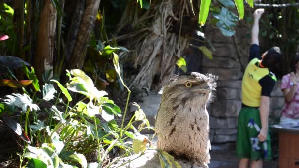 可笑的小矮人 Tawny Frogmouth Podargus Strigoides — 图库视频影像