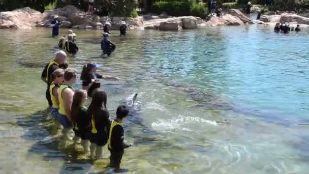Gente Estudia Delfines Embalse Flota Con Ellos — Vídeos de Stock