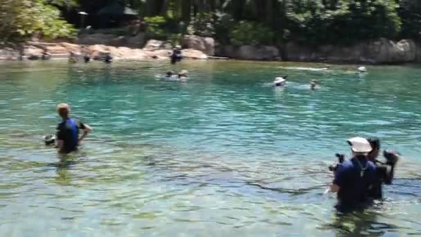人们在水库里研究海豚 并和它们一起漂浮 — 图库视频影像