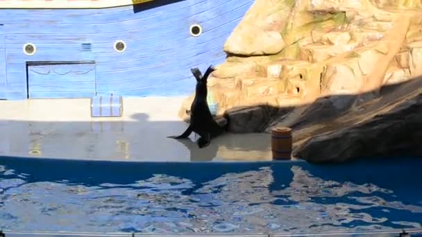 Orlando Verenigde Staten Seaworld Het Zeepark Met Parken Van Zoogdieren — Stockvideo