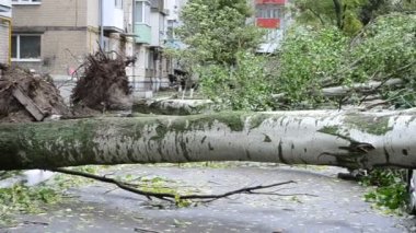 İnsanlar devrilmiş ağaçlar arasında yol açarlar..