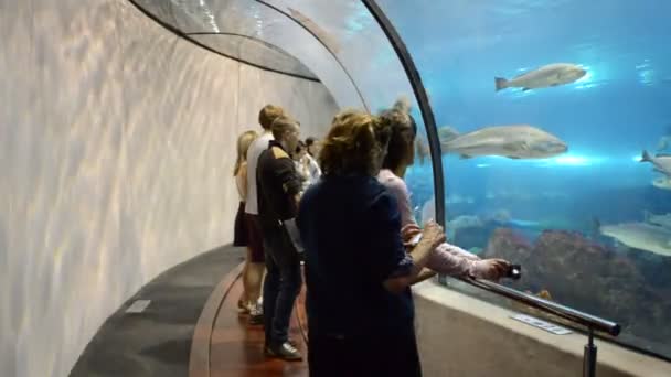 Země Španělsko Barcelona Aquarium Barcelona Španělsko — Stock video